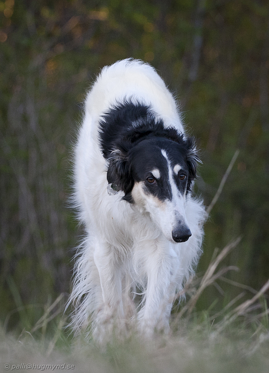 hundar-20110430-01.jpg