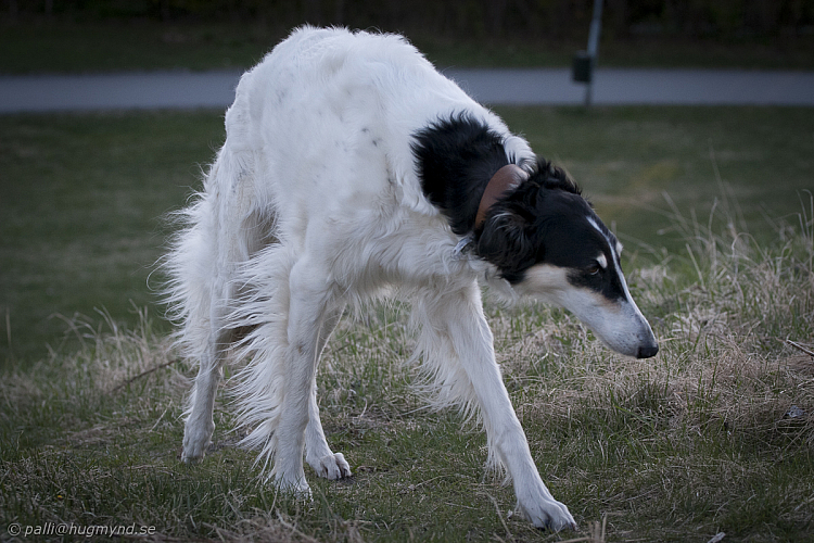 hundar-20110430-04.jpg