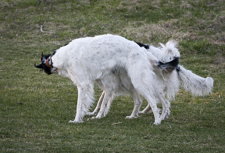 hundar-20110430-08.jpg