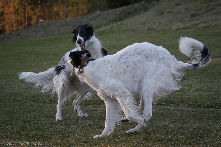 hundar-20110430-11.jpg