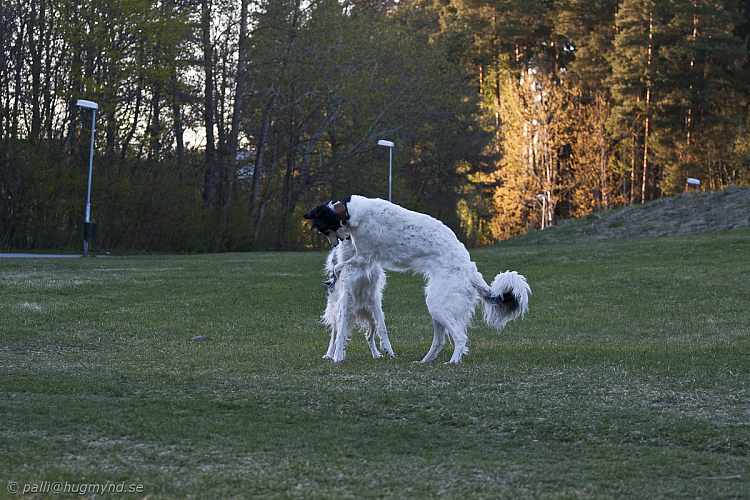 hundar-20110430-13.jpg