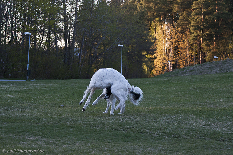 hundar-20110430-14.jpg
