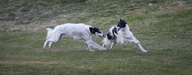 hundar-20110430-17.jpg