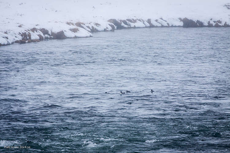 Fågelfoto 
Laxá i Mývatnssveit