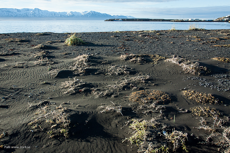 Standen vid Húsavík