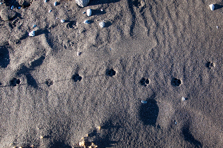 Standen vid Húsavík