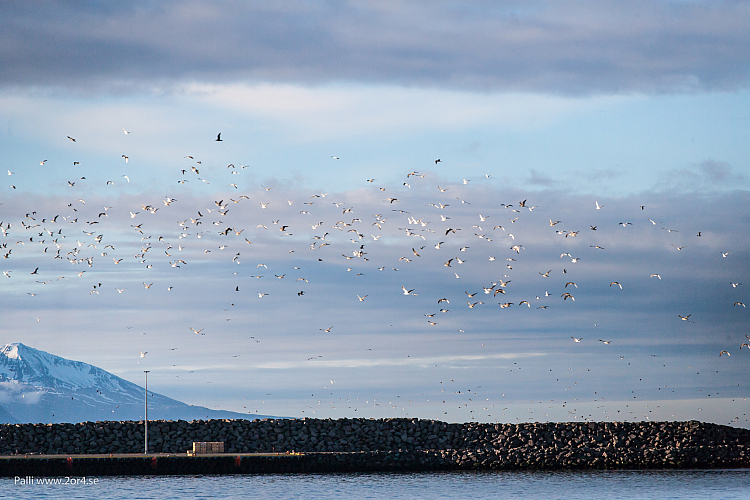 Standen vid Húsavík