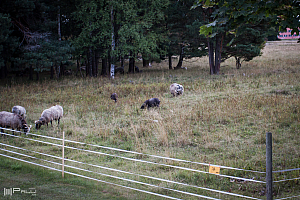 Fåren vid Dag Hammarskjölds väg