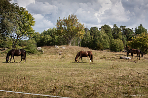 Intill Slädvägen i Valsätra