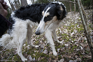Katinka, Hedra och Ivra i skogen