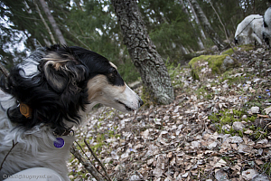 Katinka, Hedra och Ivra i skogen