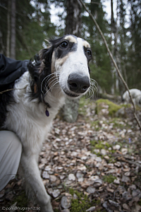 Katinka, Hedra och Ivra i skogen
