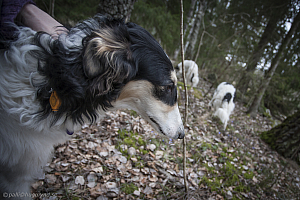 Katinka, Hedra och Ivra i skogen