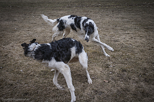 Katinka, Hedra och Ivra på Gottsundagipen