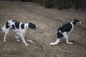 Katinka, Hedra och Ivra på Gottsundagipen