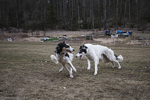 Katinka, Hedra och Ivra på Gottsundagipen