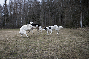 Katinka, Hedra och Ivra på Gottsundagipen