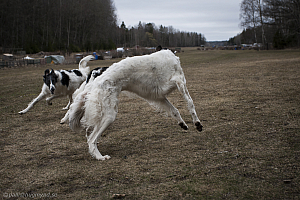 Katinka, Hedra och Ivra på Gottsundagipen
