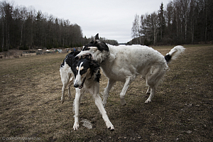 Katinka, Hedra och Ivra på Gottsundagipen