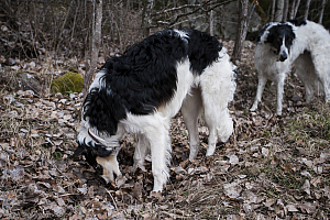 Katinka, Hedra och Ivra på Gottsundagipen