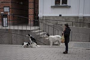 Katinka, Hedra och Ivra på Stadsbiblioteket