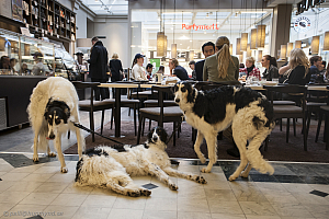 Katinka, Hedra och Ivra på fik