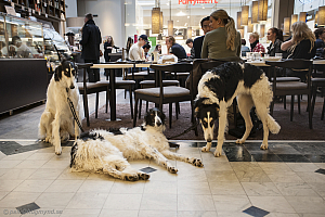 Katinka, Hedra och Ivra på fik