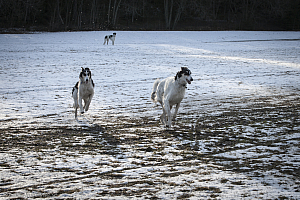 Borzoidag 14 april 2012