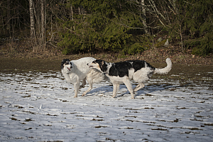 Katinka, Hedra och Ivra på Gottsundagipen