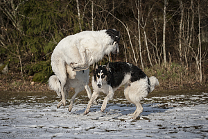 Katinka, Hedra och Ivra på Gottsundagipen