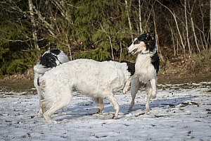 Katinka, Hedra och Ivra på Gottsundagipen