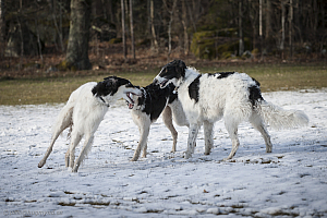 Katinka, Hedra och Ivra på Gottsundagipen
