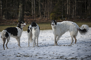 Katinka, Hedra och Ivra på Gottsundagipen