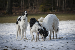 Katinka, Hedra och Ivra på Gottsundagipen