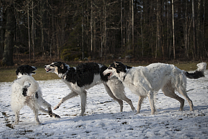 Katinka, Hedra och Ivra på Gottsundagipen