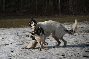 Katinka, Hedra och Ivra på Gottsundagipen