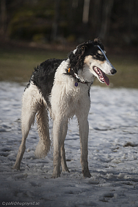 Katinka, Hedra och Ivra på Gottsundagipen