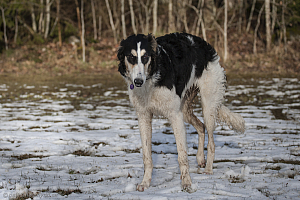 Katinka, Hedra och Ivra på Gottsundagipen