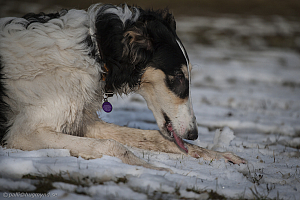 Katinka, Hedra och Ivra på Gottsundagipen