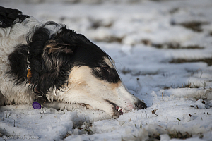 Katinka, Hedra och Ivra på Gottsundagipen