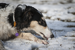 Katinka, Hedra och Ivra på Gottsundagipen