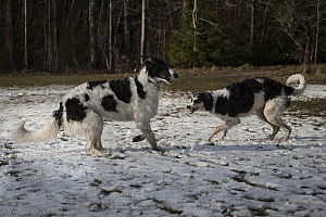 Katinka, Hedra och Ivra på Gottsundagipen