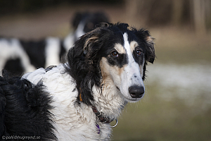 Katinka, Hedra och Ivra på Gottsundagipen