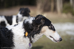 Katinka, Hedra och Ivra på Gottsundagipen