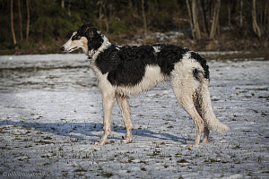 Katinka, Hedra och Ivra på Gottsundagipen