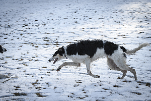 Katinka, Hedra och Ivra på Gottsundagipen