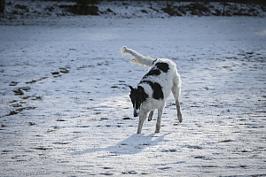Katinka, Hedra och Ivra på Gottsundagipen