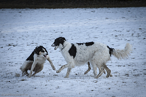 Katinka, Hedra och Ivra på Gottsundagipen