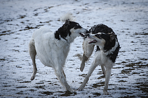 Katinka, Hedra och Ivra på Gottsundagipen