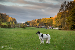 Gottsundagipen, Katinka